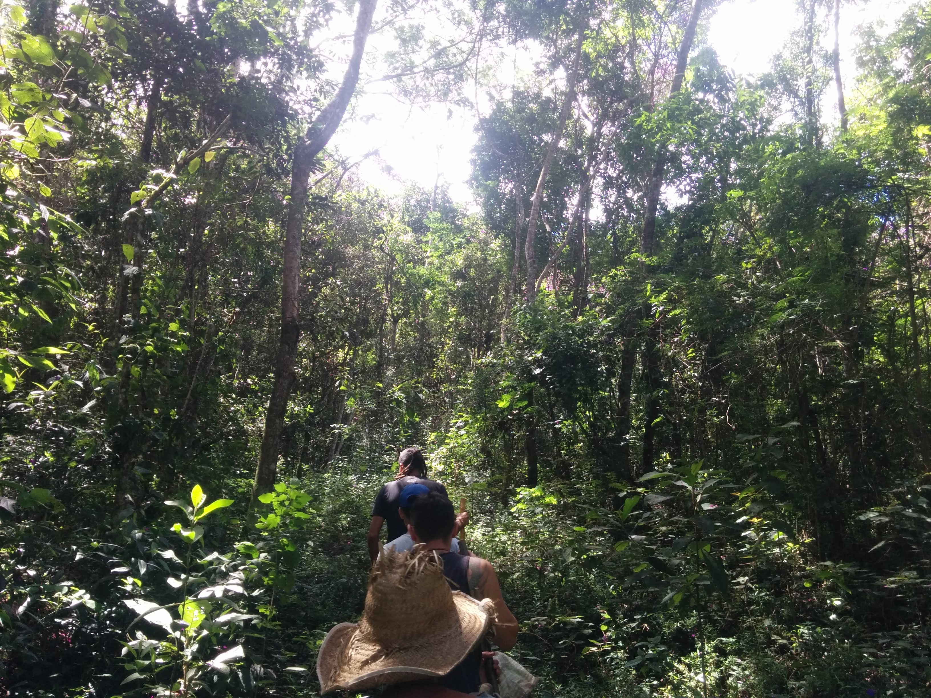 Short mission to search for firewood to be used in the kitchen to cook (eco yoga village in Minas Gerais, Brazil)